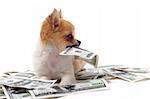 beautiful Chihuahua Puppy Holding a one hundred Dollar Bill in Mouth, on white background.