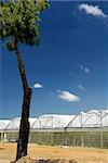 Agricultural production in greenhouses.