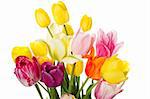 Many beautiful colored tulip in a bouquet. Isolated on white background