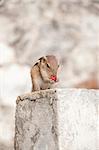 a chipmunk gnawing on fruit. Selective focus eyes, shallow depth of fields