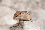 a curious chipmunk on stone steps. Selective focus eyes, shallow depth of fields