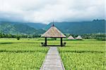 hut  in Green rice field in Thailand