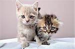 close-up portrait of two Britain breed kittens