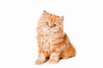 Lovely small red persian kitten on isolated white background