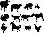 domestic animals illustration collection - vector