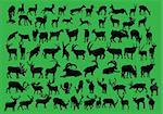 wild animals collection - vector