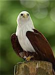 Portrait of a Fish Eagle