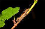 Macro photo of a worm walking on a plant