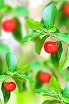 red ripe cherries on tree branch in the garden