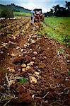 working on a potato field with a old tractor