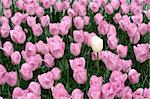 Tulips in a spring garden