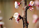 Bee flying on almond tree pink flowers