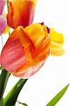 Many beautiful colored tulip in a bouquet is displayed in white