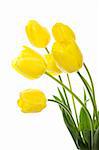 Many beautiful yellow tulip in a bouquet is displayed in white