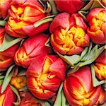 beautiful red tulips, background, texture