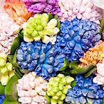 beautiful hyacinth, background texture, flowers