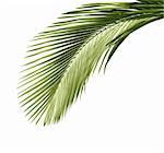 Leaves of palm tree isolated on white background