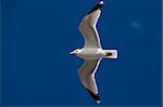 Beautiful seagull flying on the blue sky