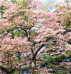 cherry blossom tree with a pine tree background