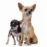 portrait of a cute purebred  puppy chihuahua  and his mother in front of white background