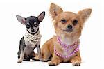 portrait of a cute purebred chihuahuas with pearl collar in front of white background