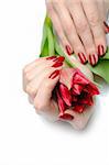 Beautiful hand with perfect nail red manicure and tulip. isolated on white background