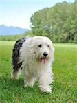 Big bobtail old english sheepdog breed dog outdoors on a field