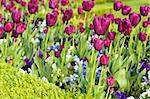 Well-groomed spring garden. Claret tulips