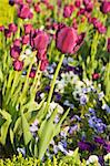 Well-groomed spring garden. Claret tulips