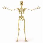 human skeleton. isolated on white.