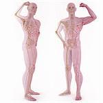 translucent human body with visible bones. isolated on white.
