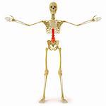 human skeleton with red spine. isolated on white.