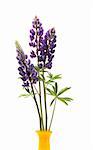 Closeup of yellow vase with few blue lupines on white background