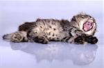 close-up portrait of a fluffy lying yawning one month old kitten