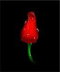 Beautiful red tulip isolated on black. EPS 8, AI, JPEG