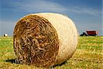 Bale of hay in the fields