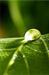 water drop on fresh green leaf with blurred background