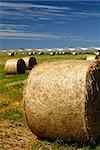 Bales of hay in the fields