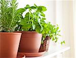 Three pots of herbs: Rosemary, Basil and Mint