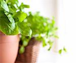 Fresh Green Basil Herb in Pot on Light Background