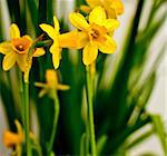 Fresh Spring Narcissus / Daffodil on White Background