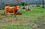 Cow and Bull Grazing on Alpine Meadows in The Pyrenees