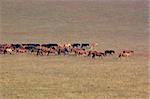 Group of horses in Bashang grassland, Hebei, China