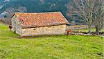 Horses Grazing on Alpine Meadows on the Slopes of The Pyrenees