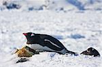 penguin dreaming on the stone, with snow in the background