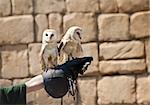The Barn Owl (Tyto alba) is the most widely distributed species of owl, and one of the most widespread of all birds. It is also referred to as Common Barn Owl, to distinguish it from other species in the barn-owl family Tytonidae.