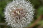 Dandelion during spring