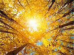 Upward view of Fall Aspen Trees , Leh District in the state of Jammu and Kashmir, India.