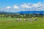 Image of sheep grazing in the fields of New Zealand