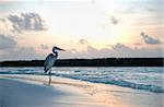 a heron on the beach on sunset